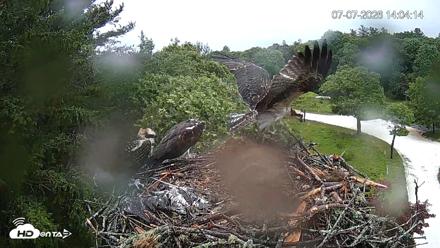 Mashpee Natl. Wildlife Refuge Live Osprey Cam - Jul 7, 2026, 2:05pm EDT