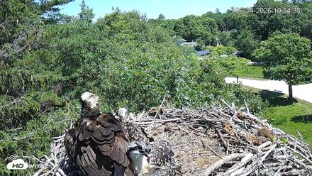 Mashpee Natl. Wildlife Refuge Live Osprey Cam - Jun 24, 2026, 10:54am EDT