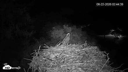 Mashpee Natl. Wildlife Refuge Live Osprey Cam - Aug 22, 2026, 2:45am EDT