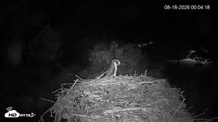 Mashpee Natl. Wildlife Refuge Live Osprey Cam - Aug 18, 2026, 12:05am EDT