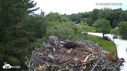 Mashpee Natl. Wildlife Refuge Live Osprey Cam - Jul 6, 2026, 9:25am EDT