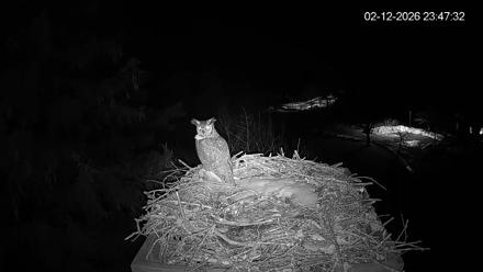 Mashpee Natl. Wildlife Refuge Live Osprey Cam - Feb 12, 2026, 11:48pm EST