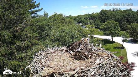 Mashpee Natl. Wildlife Refuge Live Osprey Cam - Jun 28, 2026, 11:18am EDT