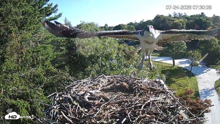 Mashpee Natl. Wildlife Refuge Live Osprey Cam - Jul 24, 2026, 7:35am EDT