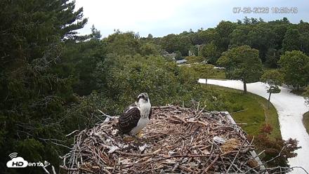Mashpee Natl. Wildlife Refuge Live Osprey Cam - Jul 28, 2026, 8:00pm EDT
