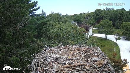 Mashpee Natl. Wildlife Refuge Live Osprey Cam - Aug 12, 2026, 5:18pm EDT