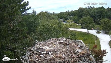 Mashpee Natl. Wildlife Refuge Live Osprey Cam - Jul 26, 2026, 11:29am EDT