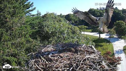 Mashpee Natl. Wildlife Refuge Live Osprey Cam - Jul 24, 2026, 8:04am EDT