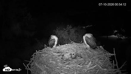 Mashpee Natl. Wildlife Refuge Live Osprey Cam - Jul 10, 2026, 12:55am EDT