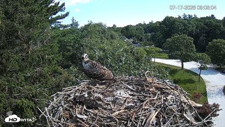 Mashpee Natl. Wildlife Refuge Live Osprey Cam - Jul 17, 2026, 9:08am EDT