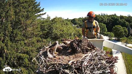 Mashpee Natl. Wildlife Refuge Live Osprey Cam - Jun 22, 2026, 8:29am EDT
