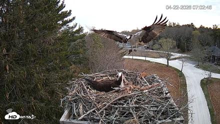 Mashpee Natl. Wildlife Refuge Live Osprey Cam - Apr 22, 2026, 7:19am EDT