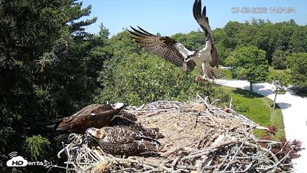 Mashpee Natl. Wildlife Refuge Live Osprey Cam - Jul 2, 2026, 2:06pm EDT