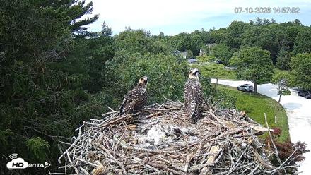 Mashpee Natl. Wildlife Refuge Live Osprey Cam - Jul 10, 2026, 2:59pm EDT