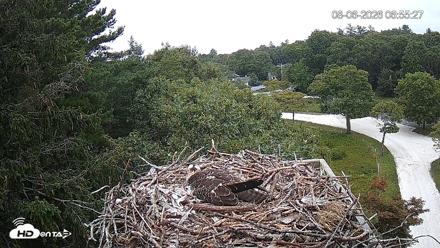 Mashpee Natl. Wildlife Refuge Live Osprey Cam - Aug 6, 2026, 6:55am EDT