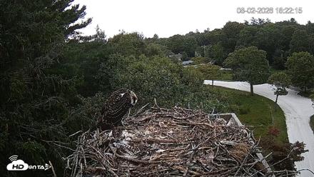 Mashpee Natl. Wildlife Refuge Live Osprey Cam - Aug 2, 2026, 6:22pm EDT