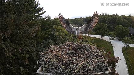 Mashpee Natl. Wildlife Refuge Live Osprey Cam - Jul 16, 2025, 7:52am EDT