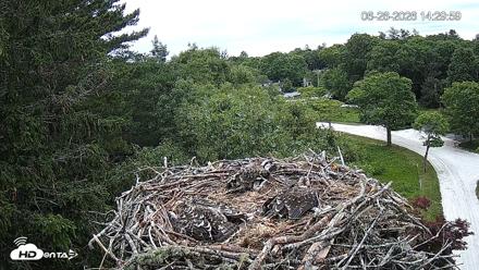 Mashpee Natl. Wildlife Refuge Live Osprey Cam - Jun 26, 2026, 2:30pm EDT