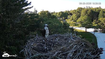 Mashpee Natl. Wildlife Refuge Live Osprey Cam - Jun 25, 2026, 6:28pm EDT