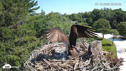 Mashpee Natl. Wildlife Refuge Live Osprey Cam - Jul 10, 2026, 9:55am EDT