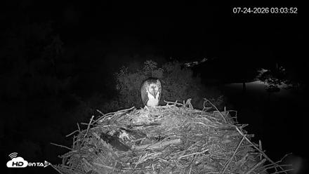 Mashpee Natl. Wildlife Refuge Live Osprey Cam - Jul 24, 2026, 3:05am EDT