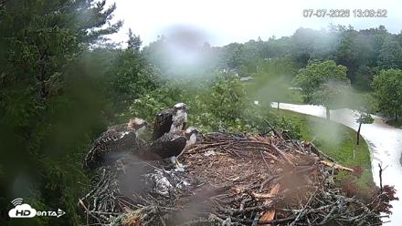 Mashpee Natl. Wildlife Refuge Live Osprey Cam - Jul 7, 2026, 1:11pm EDT