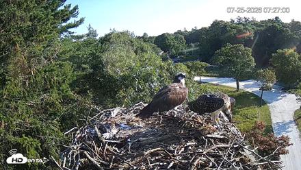 Mashpee Natl. Wildlife Refuge Live Osprey Cam - Jul 25, 2026, 7:27am EDT