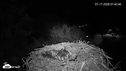 Mashpee Natl. Wildlife Refuge Live Osprey Cam - Jul 17, 2026, 1:43am EDT