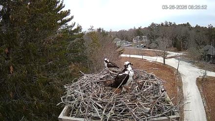 Mashpee Natl. Wildlife Refuge Live Osprey Cam - Mar 26, 2026, 8:26am EDT