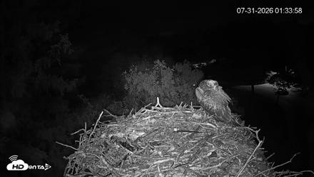 Mashpee Natl. Wildlife Refuge Live Osprey Cam - Jul 31, 2026, 1:34am EDT