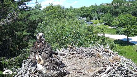 Mashpee Natl. Wildlife Refuge Live Osprey Cam - Jun 24, 2026, 1:02pm EDT