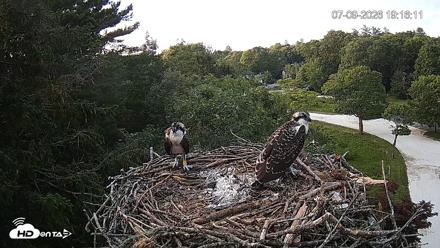 Mashpee Natl. Wildlife Refuge Live Osprey Cam - Jul 9, 2026, 7:17pm EDT