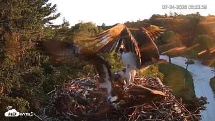 Mashpee Natl. Wildlife Refuge Live Osprey Cam - Jul 24, 2026, 5:54am EDT