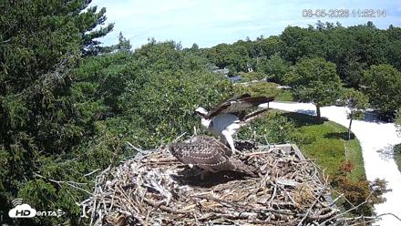 Mashpee Natl. Wildlife Refuge Live Osprey Cam - Aug 5, 2026, 5:28pm EDT