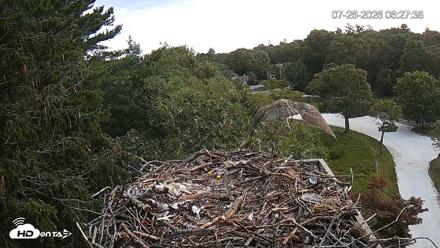 Mashpee Natl. Wildlife Refuge Live Osprey Cam - Jul 26, 2026, 6:32am EDT
