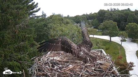 Mashpee Natl. Wildlife Refuge Live Osprey Cam - Aug 2, 2026, 6:55am EDT