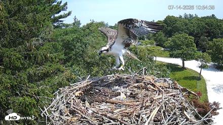 Mashpee Natl. Wildlife Refuge Live Osprey Cam - Jul 14, 2026, 10:55am EDT