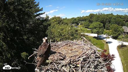 Mashpee Natl. Wildlife Refuge Live Osprey Cam - Jun 16, 2026, 2:27pm EDT