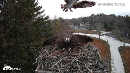 Mashpee Natl. Wildlife Refuge Live Osprey Cam - Apr 16, 2026, 9:52am EDT