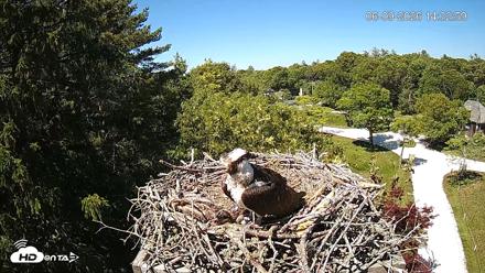Mashpee Natl. Wildlife Refuge Live Osprey Cam - Jun 9, 2026, 2:33pm EDT