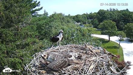Mashpee Natl. Wildlife Refuge Live Osprey Cam - Jul 14, 2026, 10:14am EDT