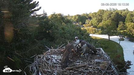 Mashpee Natl. Wildlife Refuge Live Osprey Cam - Aug 8, 2026, 8:22pm EDT