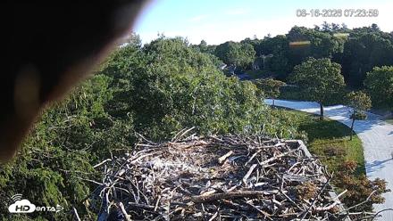Mashpee Natl. Wildlife Refuge Live Osprey Cam - Aug 16, 2026, 2:18pm EDT