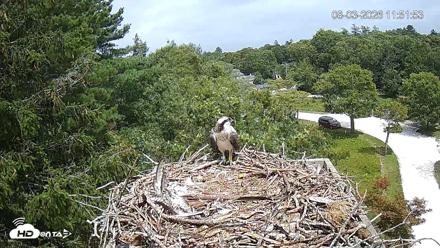 Mashpee Natl. Wildlife Refuge Live Osprey Cam - Aug 3, 2026, 11:52am EDT