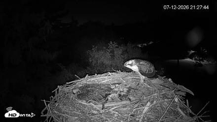 Mashpee Natl. Wildlife Refuge Live Osprey Cam - Jul 12, 2026, 9:28pm EDT
