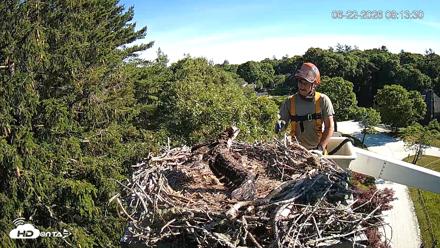Mashpee Natl. Wildlife Refuge Live Osprey Cam - Jun 22, 2026, 8:18am EDT