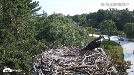Mashpee Natl. Wildlife Refuge Live Osprey Cam - Aug 12, 2026, 7:59am EDT