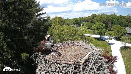 Mashpee Natl. Wildlife Refuge Live Osprey Cam - Jun 7, 2026, 2:14pm EDT