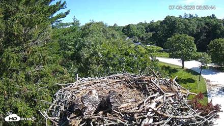 Mashpee Natl. Wildlife Refuge Live Osprey Cam - Jul 8, 2026, 8:57am EDT