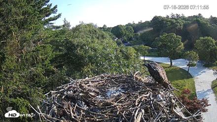 Mashpee Natl. Wildlife Refuge Live Osprey Cam - Jul 18, 2026, 7:12am EDT